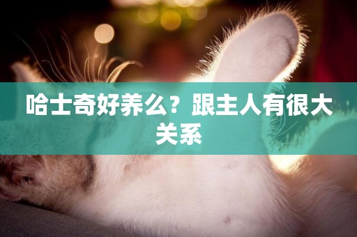 哈士奇好養么？跟主人有很大關系