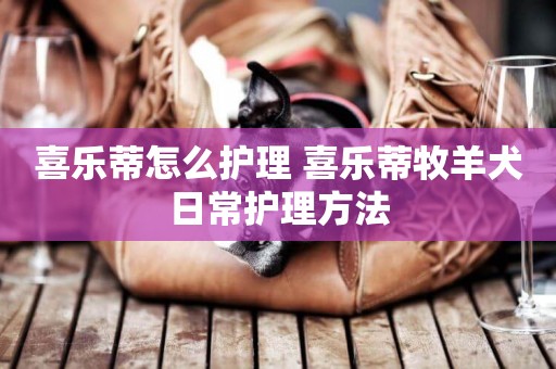 喜樂蒂怎么護理 喜樂蒂牧羊犬日常護理方法