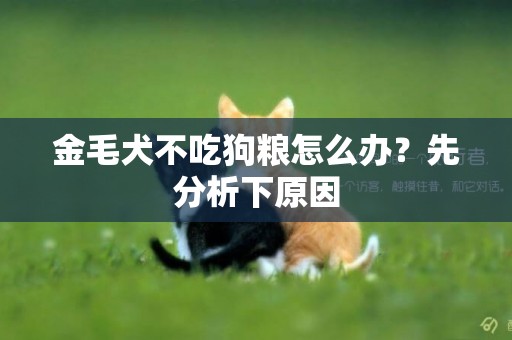 金毛犬不吃狗糧怎么辦？先分析下原因