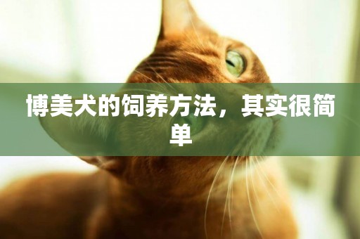 博美犬的飼養方法，其實很簡單