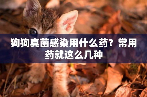 狗狗真菌感染用什么藥？常用藥就這么幾種