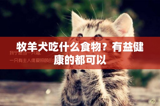 牧羊犬吃什么食物？有益健康的都可以