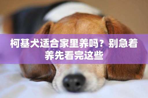 柯基犬適合家里養嗎？別急著養先看完這些