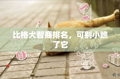 比格犬智商排名，可別小瞧了它