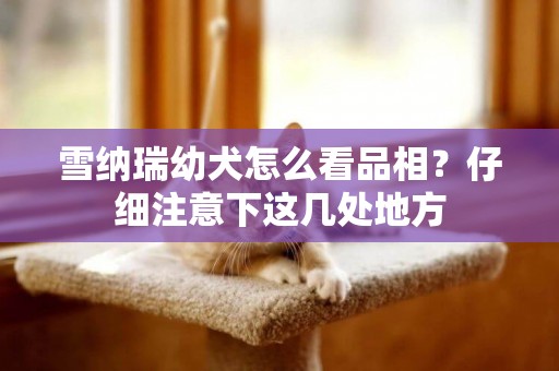 雪納瑞幼犬怎么看品相？仔細注意下這幾處地方