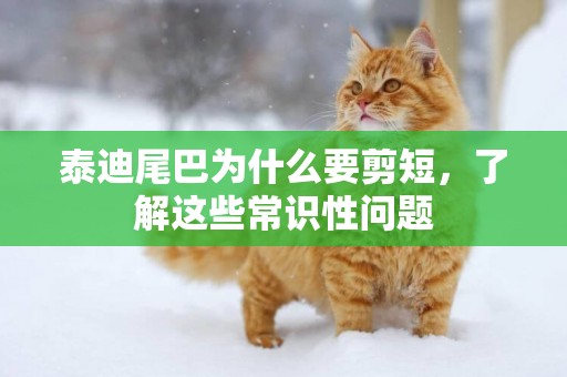 泰迪尾巴為什么要剪短，了解這些常識性問題