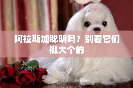 阿拉斯加聰明嗎？別看它們挺大個的