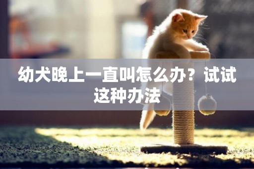 幼犬晚上一直叫怎么辦？試試這種辦法