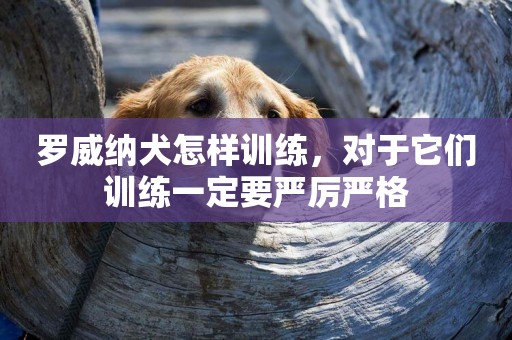 羅威納犬怎樣訓練，對于它們訓練一定要嚴厲嚴格