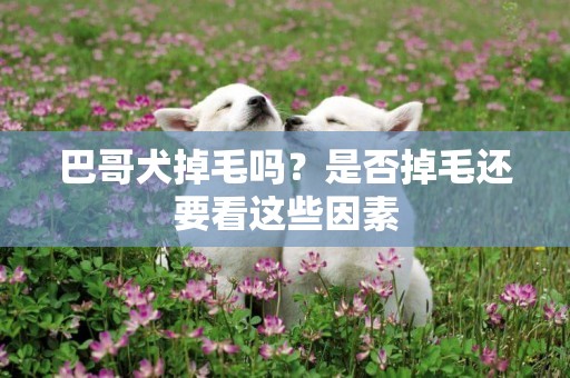 巴哥犬掉毛嗎？是否掉毛還要看這些因素
