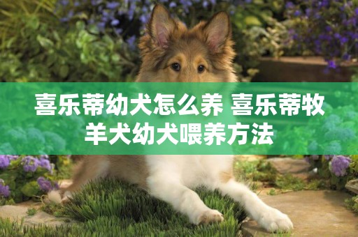 喜樂蒂幼犬怎么養 喜樂蒂牧羊犬幼犬喂養方法