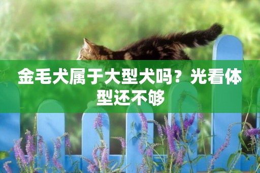 金毛犬屬于大型犬嗎？光看體型還不夠