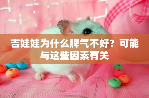 吉娃娃為什么脾氣不好？可能與這些因素有關