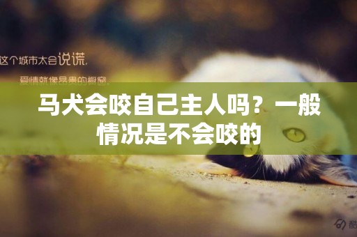 馬犬會咬自己主人嗎？一般情況是不會咬的