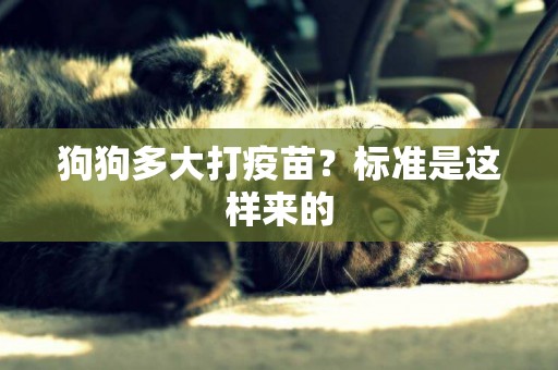 狗狗多大打疫苗？標準是這樣來的