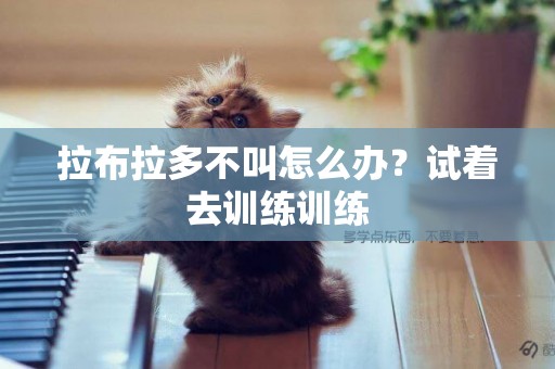 拉布拉多不叫怎么辦？試著去訓練訓練