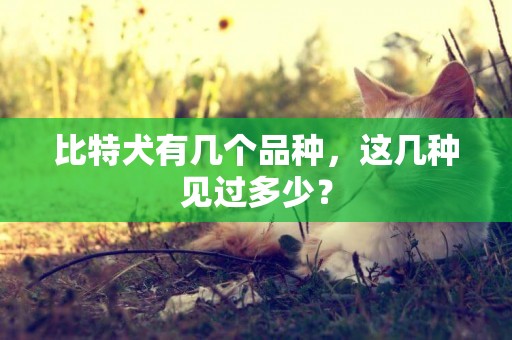 比特犬有幾個品種，這幾種見過多少？