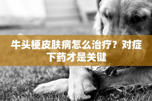 牛頭梗皮膚病怎么治療？對癥下藥才是關鍵