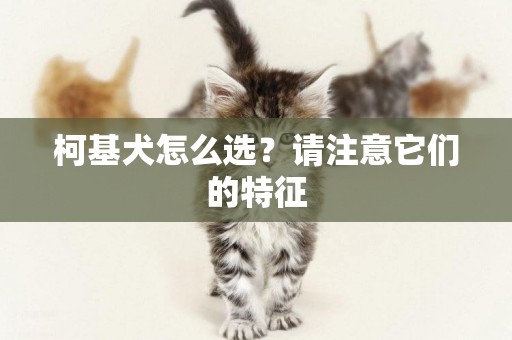 柯基犬怎么選？請注意它們的特征