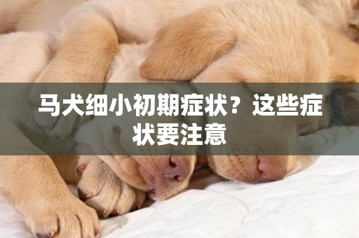 馬犬細小初期癥狀？這些癥狀要注意