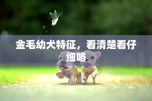 金毛幼犬特征，看清楚看仔細咯