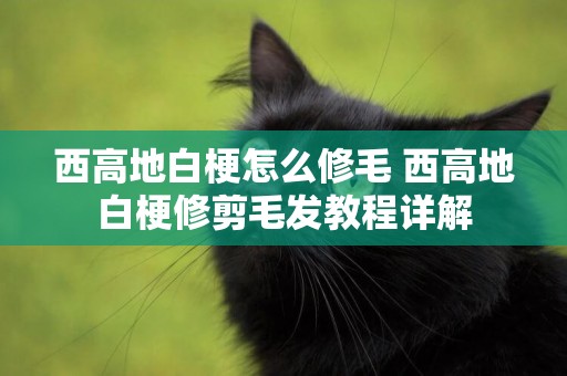 西高地白梗怎么修毛 西高地白梗修剪毛發教程詳解