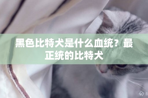 黑色比特犬是什么血統？最正統的比特犬