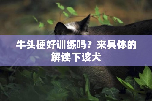 牛頭梗好訓練嗎？來具體的解讀下該犬