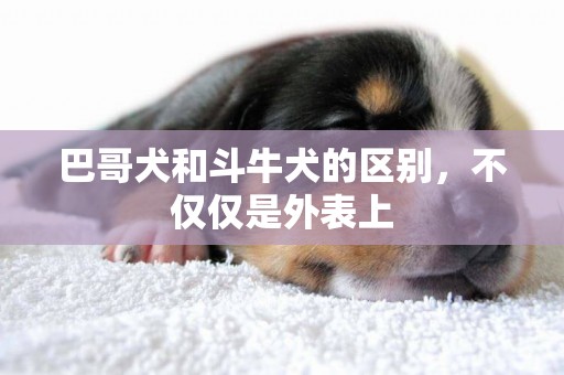 巴哥犬和斗牛犬的區別，不僅僅是外表上