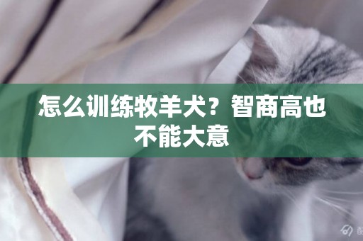 怎么訓練牧羊犬？智商高也不能大意