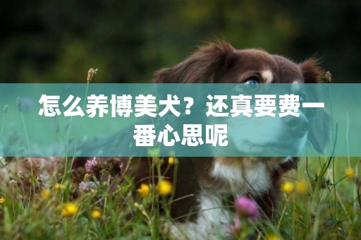 怎么養博美犬？還真要費一番心思呢