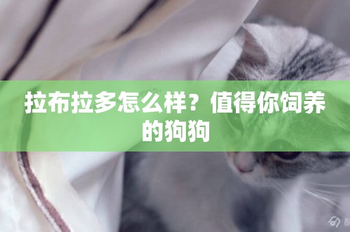 拉布拉多怎么樣？值得你飼養的狗狗