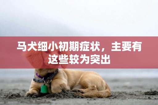 馬犬細小初期癥狀，主要有這些較為突出