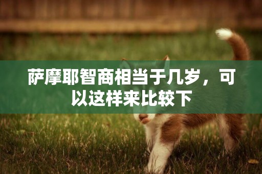 薩摩耶智商相當于幾歲，可以這樣來比較下