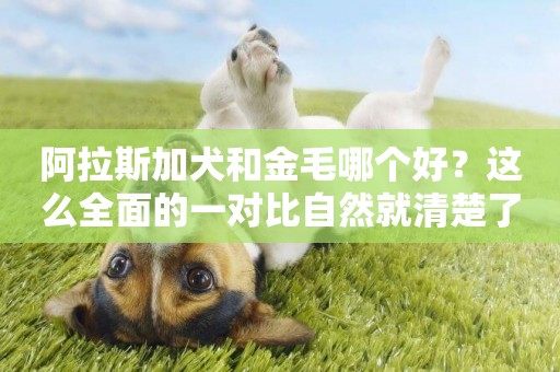阿拉斯加犬和金毛哪個好？這么全面的一對比自然就清楚了