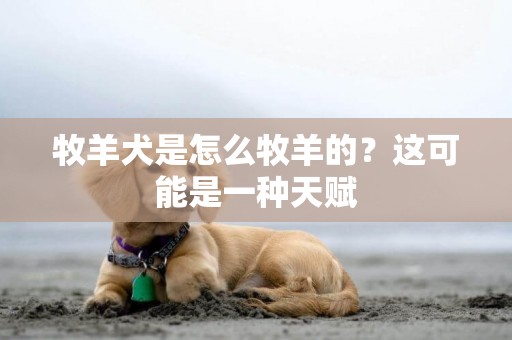 牧羊犬是怎么牧羊的？這可能是一種天賦