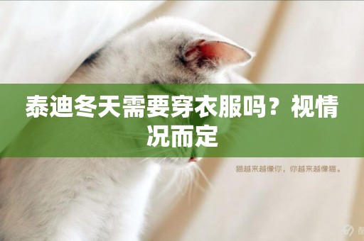 泰迪冬天需要穿衣服嗎？視情況而定