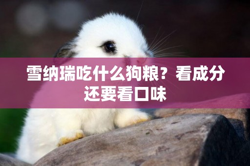 雪納瑞吃什么狗糧？看成分還要看口味