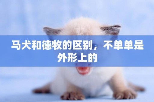 馬犬和德牧的區別，不單單是外形上的
