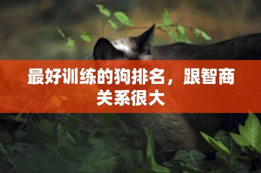 最好訓練的狗排名，跟智商關系很大