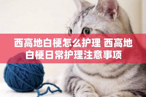 西高地白梗怎么護理 西高地白梗日常護理注意事項