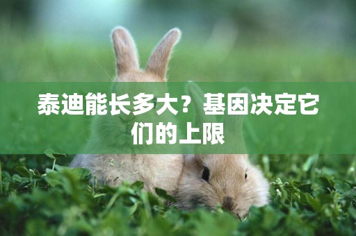 泰迪能長多大？基因決定它們的上限