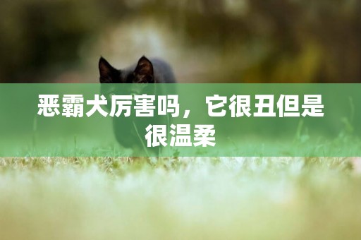 惡霸犬厲害嗎，它很丑但是很溫柔