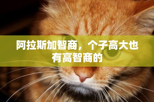 阿拉斯加智商，個子高大也有高智商的