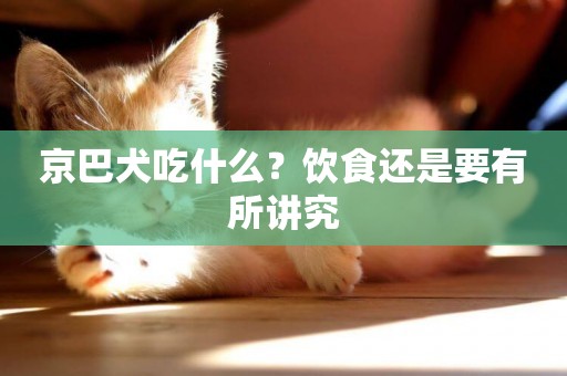 京巴犬吃什么？飲食還是要有所講究