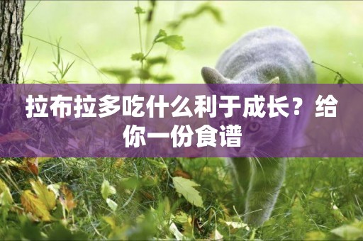 拉布拉多吃什么利于成長？給你一份食譜