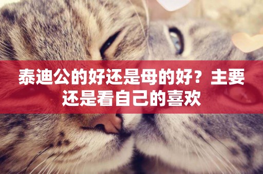 泰迪公的好還是母的好？主要還是看自己的喜歡