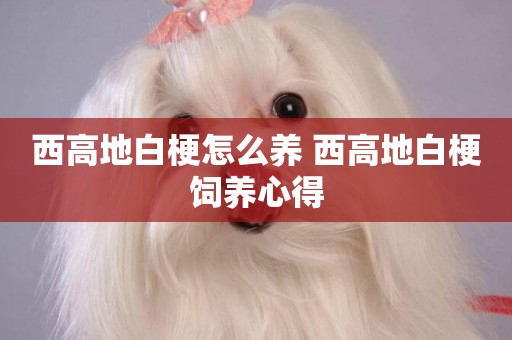 西高地白梗怎么養 西高地白梗飼養心得