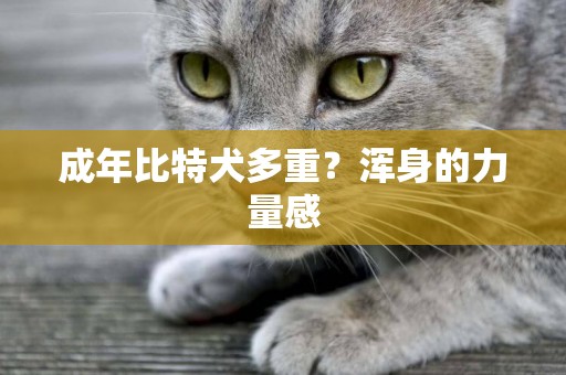 成年比特犬多重？渾身的力量感