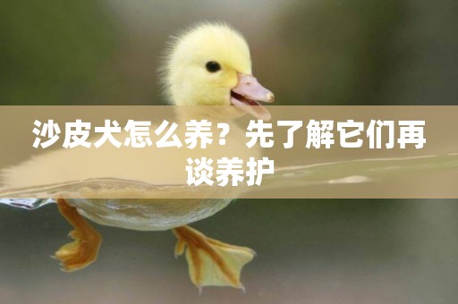 沙皮犬怎么養？先了解它們再談養護